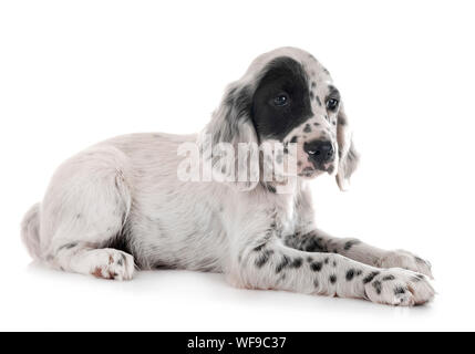 Welpen English Setter vor weißem Hintergrund Stockfoto