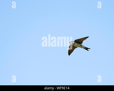 Ein Haus Martin (Delichon urbicum) im Flug jagen Insekten, Suffolk Stockfoto