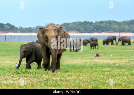 Ein Elefant Kuh mit ihrem Kalb auf der Weide Gras neben dem Tank (Behälter) an Kaudulla National Park in Sri Lanka. Stockfoto