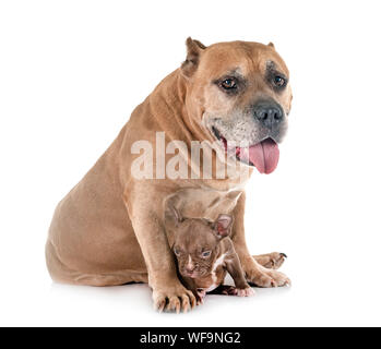 Alte American Staffordshire Terrier und Welpen vor weißem Hintergrund Stockfoto