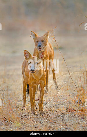 Dhole/asiatischen Wild-dog in Indien Stockfoto