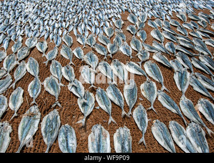 Sardine Fische trocknen in der Sonne auf hessischen Matten am Strand von Negombo in Sri Lanka. Stockfoto