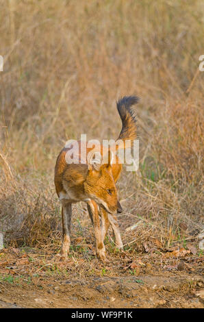 Dhole/asiatischen Wild-dog in Indien Stockfoto