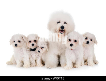 Junge Bichon Akazie vor weißem Hintergrund Stockfoto