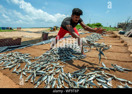 Ein Mann Verbreitung Sardinen Fisch auf hessischen Matten am Strand von Negombo in Sri Lanka. Die Fische werden in der Sonne vor dem Verkauf getrocknet. Stockfoto