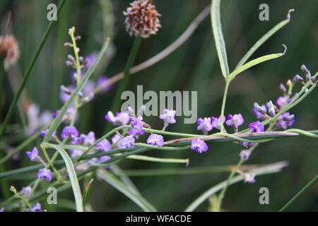 Lila Coral Pea (hovea Violacea) Rebe entlang River-Bank Stockfoto