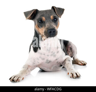 Brasilianischer Terrier vor weißem Hintergrund Stockfoto