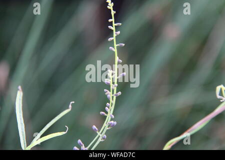 Die Knospen der Lila Coral Pea Vine (hovea Violacea) Stockfoto