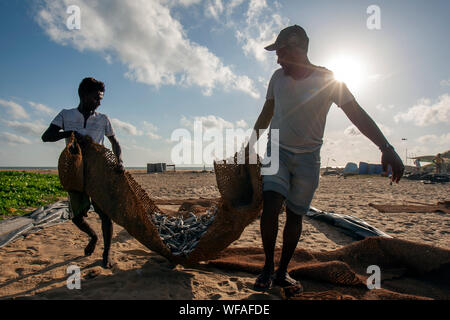 Männer Übertragen von getrockneten Sardinen Fisch aus den Strand zu einem sortieranlagen mit hessischen Matten am Strand von Negombo in Sri Lanka. Stockfoto