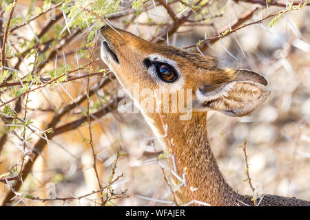 Nahaufnahme von einem niedlichen Dik-Dik, ist auf der Suche nach Essen, Namibia Stockfoto