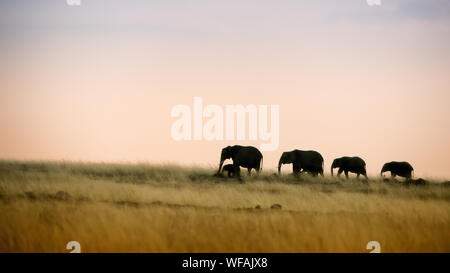 Eine Herde von Elefanten, gegen den frühen Abendhimmel silhouetted, Wandern in der charakteristischen roten oat Grass der Masai Mara in Kenia. Stockfoto