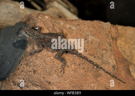 Weibliche von Rainbow, Agama Agama agama, Agamidae, West Tsavo Nationalpark, Kenia, Afrika Stockfoto