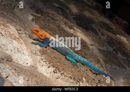 Männliche von Rainbow, Agama Agama agama, Agamidae, West Tsavo Nationalpark, Kenia, Afrika Stockfoto