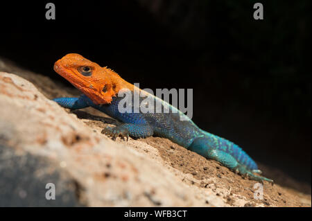 Männliche von Rainbow, Agama Agama agama, Agamidae, West Tsavo Nationalpark, Kenia, Afrika Stockfoto