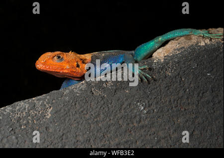 Männliche von Rainbow, Agama Agama agama, Agamidae, West Tsavo Nationalpark, Kenia, Afrika Stockfoto