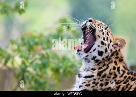 Seitenansicht eines Leopard gähnen, mit einem Hintergrund von warmes Sonnenlicht und Laub und Platz für Ihren Text. Der Leopard ist eine der Big Five Afrikas. Stockfoto