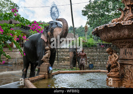 Ein zeremonielles Elefant spritzt Wasser aus einem Brunnen über seinen Körper neben dem Tempel des Heiligen Zahns bei Kandy in Sri Lanka. Stockfoto