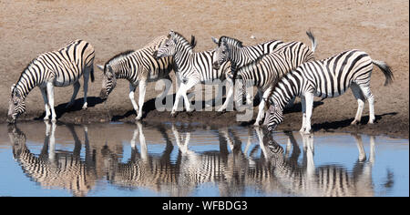 Sechs Zebras stehend von einem Wasserloch, Etosha National Park, Namibia Stockfoto