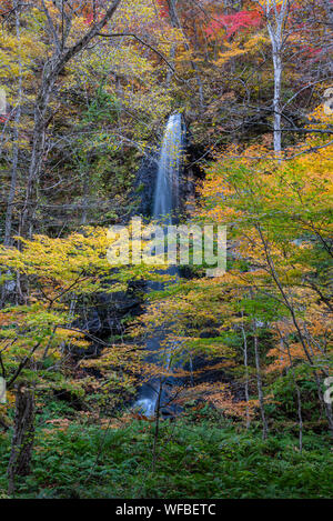 Shiraito No Taki fällt (Oirase Stream) in sonniger Tag, schöne Herbst Laub Szene Herbst Farben. Wald, Fluss, Laub, bemoosten Felsen Stockfoto