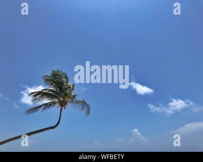 Palmen am Strand, Tulum, Quintana Roo, Mexiko Stockfoto