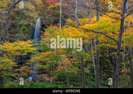 Shiraito No Taki fällt (Oirase Stream) in sonniger Tag, schöne Herbst Laub Szene Herbst Farben. Wald, Fluss, Laub, bemoosten Felsen Stockfoto