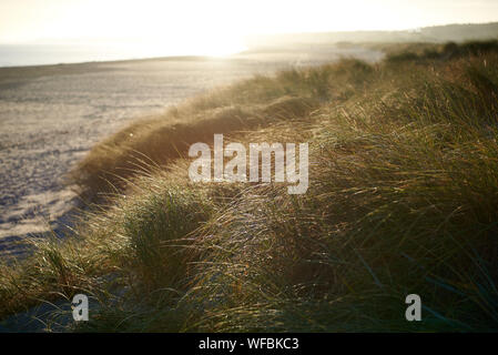 Düne mit Marram Grass im warmen Licht des morgendlichen Herbstlichts, an einer Küste mit einem langen Sandstrand. Stockfoto