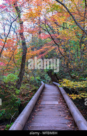 Oirase Strom weg, schönen Herbst Laub Szene in herbstlichen Farben. Wald, Fluss, Laub, bemoosten Felsen in Towada Hachimantai Nationalen Stockfoto