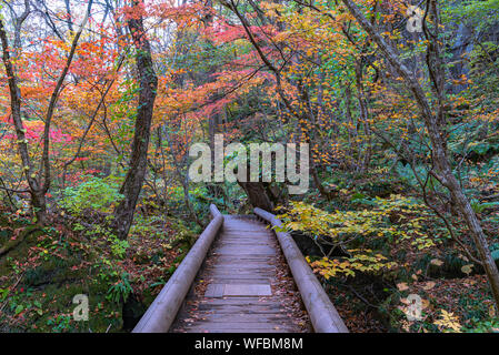 Oirase Strom weg, schönen Herbst Laub Szene in herbstlichen Farben. Wald, Fluss, Laub, bemoosten Felsen in Towada Hachimantai Nationalen Stockfoto