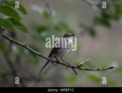 Junge pied Bachstelze (Motacilla alba yarrellii) auf kleinen Zweig thront, Mācin Berge, Rumänien Stockfoto