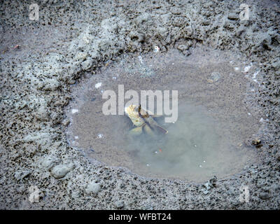 Blaupunktrochen schlammspringer Fische oder Amphibien Fische (Boleophthalmus boddarti), die sich aus dem Graben, während der Ebbe in den Mangrovenwald in Tha Stockfoto