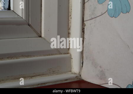 Schwarzer schimmel Sporen auf Dichtmittel und Wallpaper rund um Fensterrahmen Stockfoto