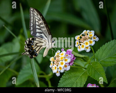 Ein Papilio xuthus Schmetterling, auch allgemein genannt eine asiatische Schwalbenschwanz, Chinesischen gelben Schwalbenschwanz oder Xuthus Schwalbenschwanz, Feeds von kleinen Lantana Flo Stockfoto