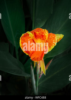 Indische erschossen oder afrikanischen Maranta, Sierra Leone Pfeilwurz, Canna, Canna cannaceae, Lily Stockfoto