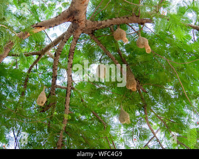 Vogelnest im Baum, Himmel, Baum, der Bird's Nest, dass Vater und Mutter für Eier erstellt, Bird's Nest ist schön und langlebig Stockfoto