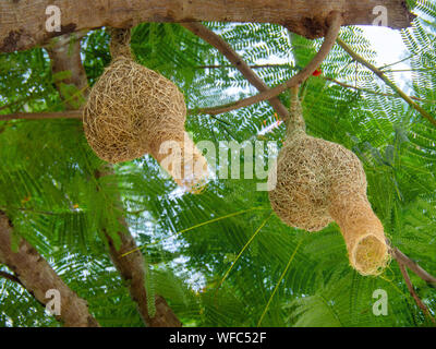 Vogelnest im Baum, Himmel, Baum, der Bird's Nest, dass Vater und Mutter für Eier erstellt, Bird's Nest ist schön und langlebig Stockfoto