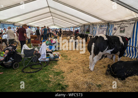 Hoffen auf den August Bank Holiday 2019 in Derbyshire, England. Junglandwirte in der Rinder Festzelt. Stockfoto