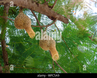 Vogelnest im Baum, Himmel, Baum, der Bird's Nest, dass Vater und Mutter für Eier erstellt, Bird's Nest ist schön und langlebig Stockfoto