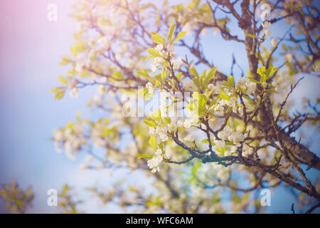 Auf den Ästen der Pflaumenbaum bloom zarten weißen Blüten in den warmen Frühling an einem sonnigen Tag Stockfoto