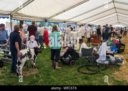 Hoffen auf den August Bank Holiday 2019 in Derbyshire, England. Junglandwirte in der Rinder Festzelt. Stockfoto