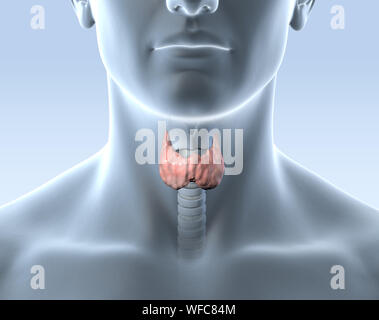 Medizinisch 3D-Abbildung: Schilddrüse eines Mannes mit Luftschlauch und Kehlkopf Stockfoto