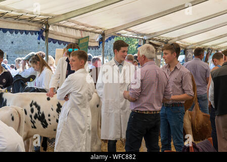 Hoffen auf den August Bank Holiday 2019 in Derbyshire, England. Junglandwirte in der Rinder Festzelt. Stockfoto