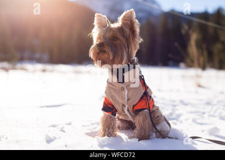 Yorkshire Terrier sitzen im Schnee Overalls tragen. Hund Yorkshire Terrier Wandern im Schnee. Hund im Winter. Stockfoto