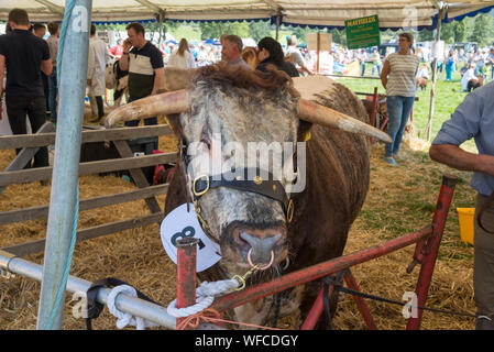 Hoffen auf den August Bank Holiday 2019 in Derbyshire, England. Vieh im Schatten der Markise. Stockfoto