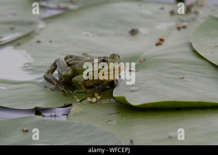 Marsh Frosch Jagd fliegt auf Lily Pads, Donaudelta, Rumänien Stockfoto