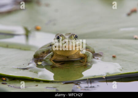 Marsh Frosch Jagd fliegt auf Lily Pads, Donaudelta, Rumänien Stockfoto