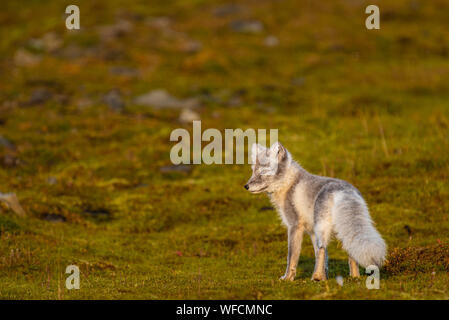 Arctic fox im Herbst, Longyearbyen, Spitzbergen Stockfoto