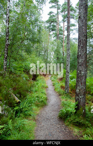 Ein Waldspaziergang in der Nähe der Schlucht Corrieshalloch, Scottish Highlands, Schottland Stockfoto