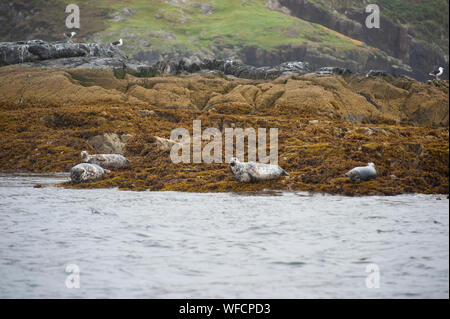 Grau Dichtung oder Atlantic Seal, Halichoerus grypus, erwachsene Kolonie auf Felsen, Summer Isles, Schottland, Britische Inseln Stockfoto