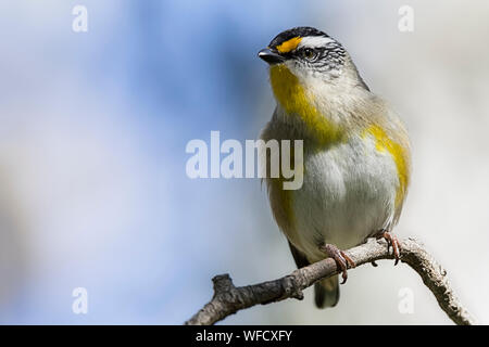 Gestreift (Pardalotus Pardalote striatus), Melbourne, Victoria Stockfoto