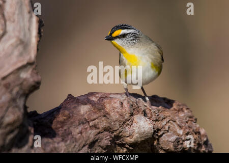 Gestreift (Pardalotus Pardalote striatus), Melbourne, Victoria Stockfoto